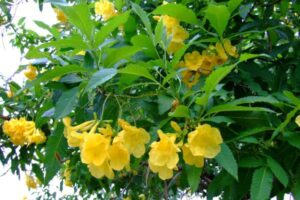 растение жълто цвете за диабет